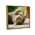 thumbnail image 4 of Stupell Industries Upside Down Cat Portrait Animals & Insects Photography Gold Floater Framed Canvas Art Print Wall Art, 31 x 25, 4 of 10