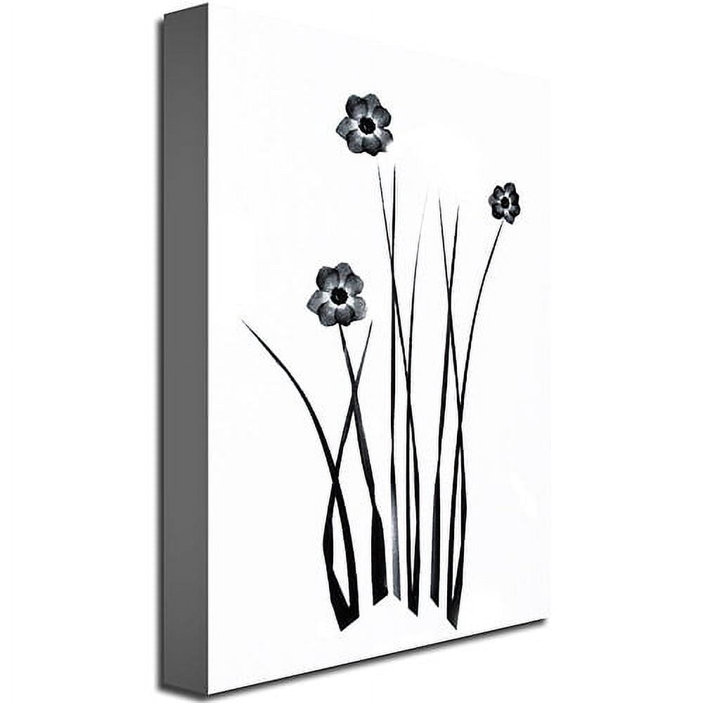 Trademark Art "White and Black Bunch" Canvas Wall Art by Kathie McCurdy