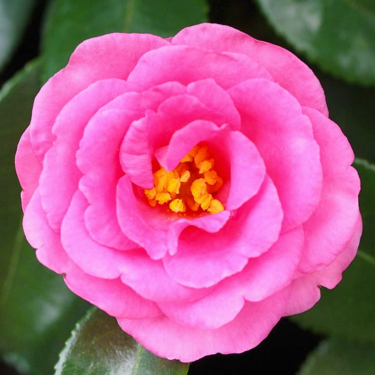 ★送料・関税込★15wol★CAMELLIA FLOWER KEYRIN.G★人気★ Camellia Sasanqua 'Shi Shi Gashira' Live Shrub with Part Sun