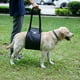 thumbnail image 2 of Arnés de Elevación Para Perros Movilidad de mascota Mayores Acolchada Mal Transpirable Interior Subir Escaleras Gris/Azul S/M/L/XL SG Colco Arnés de elevación para perros, 2 of 8