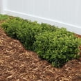 thumbnail image 4 of Soft Touch Compact Japanese Holly I 1 Live Quart Size Plant  Dense, Evergreen Shrub Ideal for Low Borders and Decorative Landscaping, 4 of 9