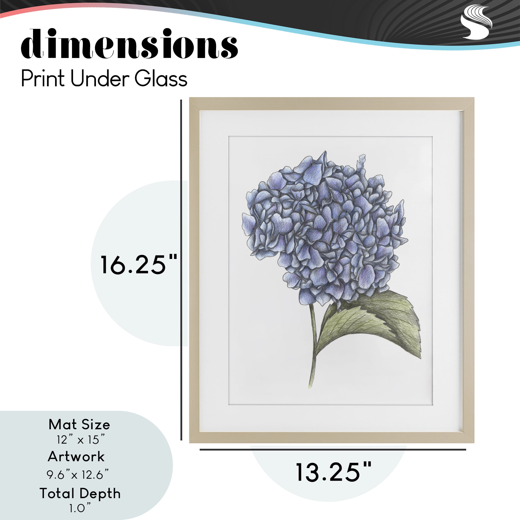 Hydrangea Sketch Blossom Birch Framed Print Under Glass, design by Cecilia Battaini