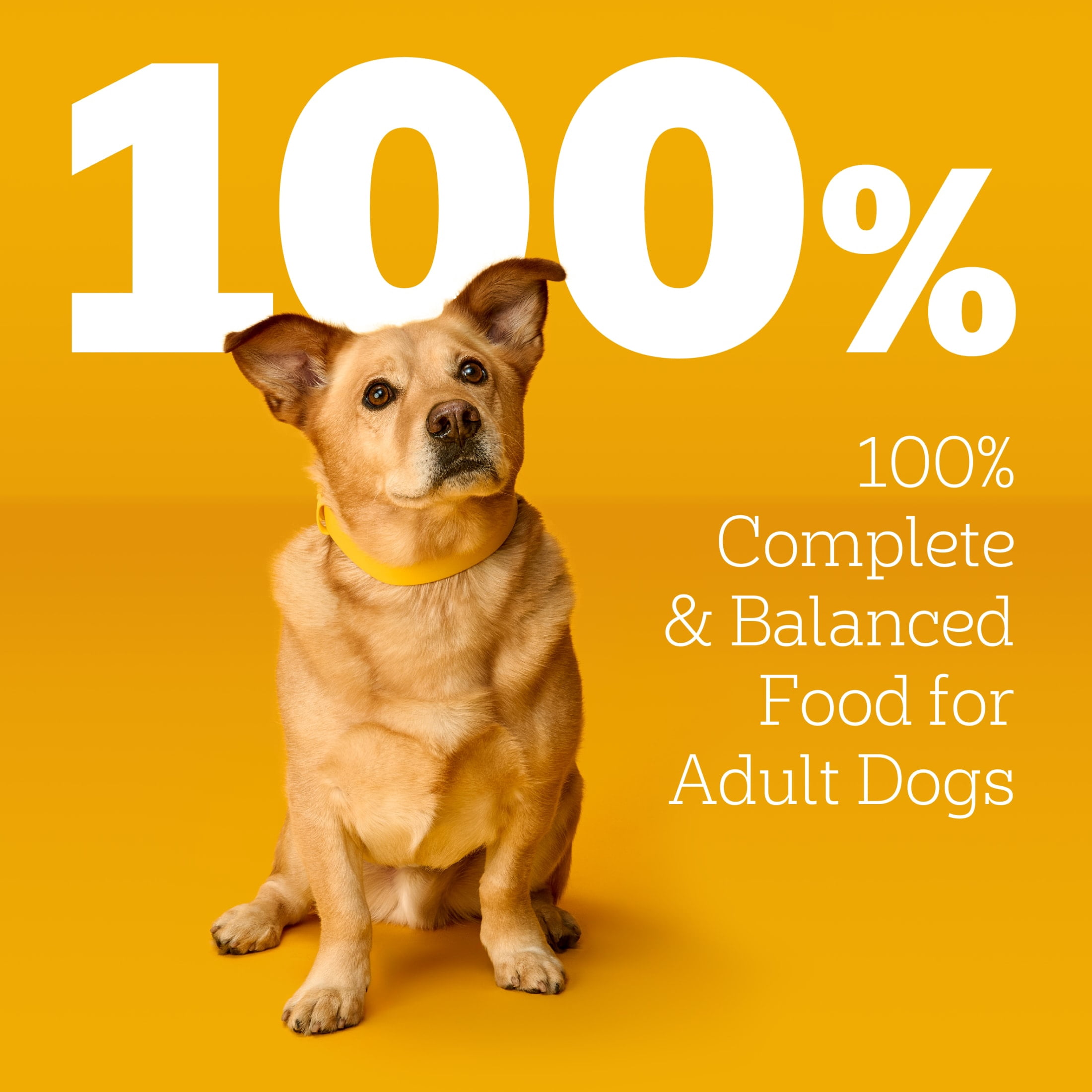 (4 pack) Pedigree Choice Cuts In Gravy Adult Soft Wet Dog Food Filet Mignon Flavor, 3.5 Oz Pouches