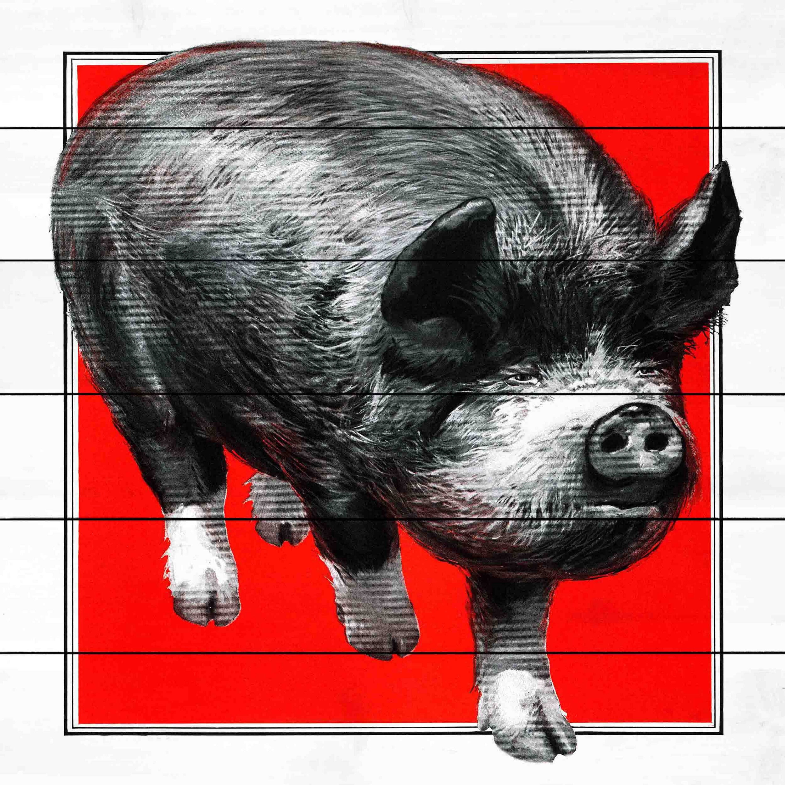 MARMONT HILL  - 'Journal Pig' Painting Print on White Wood - Multi-Color 32 x 32