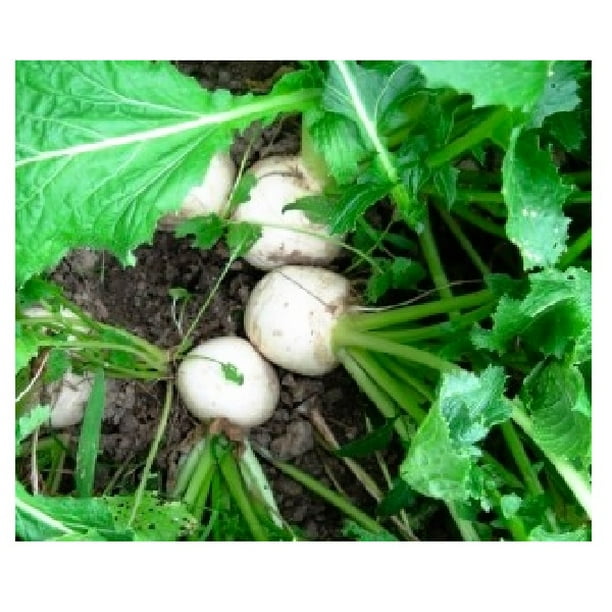 500 Seven Top Turnip Seeds NON_GMO Fresh Heirloom Garden Seeds