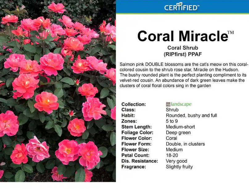 Coral Miracle My Landscape Large Single Petaled Shrub Rose - 2 Gal ...