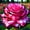 D, variant on Rose, Low Maintenance - Easy Grow - Ideal for Beds Borders, Plant Pots & Planters