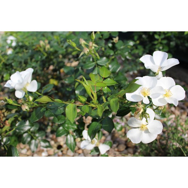 Garden Plant White Rose Flowers White Flower Plants20 Inch By 30 Inch