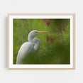 thumbnail image 2 of Great White Egret - Photography Bird Wildlife Nature Animal Scenic Woods Botanical Unframed Wall Art Print 18 x 24 inches, 2 of 6