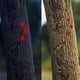 thumbnail image 4 of Night Reflective Marker Nails for Trail Marking Metal Tacks with Honeycomb Design 100-Pack, 4 of 6
