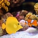 thumbnail image 5 of Acuario Artificial Luminous Fish Silicone Glowing Fish Tank Decor (Amarillo) JShteea  Libre de BPA, 5 of 9