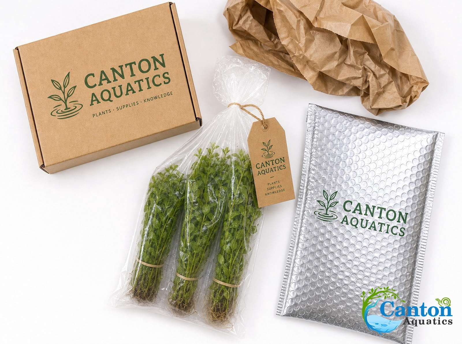Canton Aquatics Staurogyne Repens Live Aquarium Plant 3 Portions Freshwater