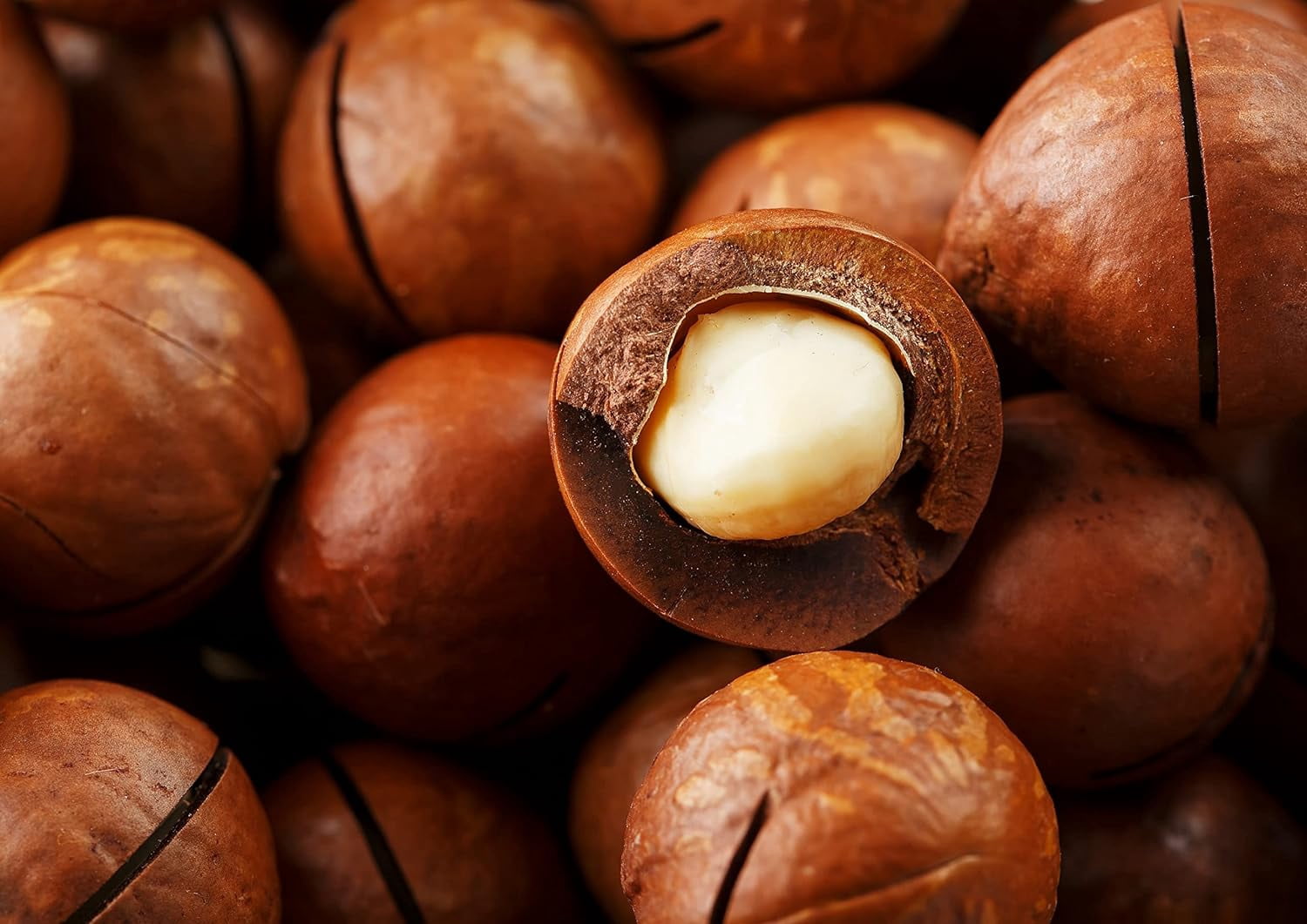 Dry Roasted Macadamia Nuts with Himalayan Salt, 1.5 Pounds — Vegan — by Food to Live