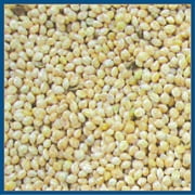 Coles Millet 20 lb (Pack of 1)