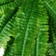 thumbnail image 2 of Hojas persas simuladas para colgar en la pared un gran manojo de plantas hojas de césped planta verde densa planta de helecho largo persa falso pared verde aproximadamente ANGGREK Otros, 2 of 5