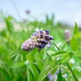 thumbnail image 4 of 3 Gal. Amethyst Falls Wisteria - Purple Blooms - Perfect For Trellis or Arbor, 4 of 5