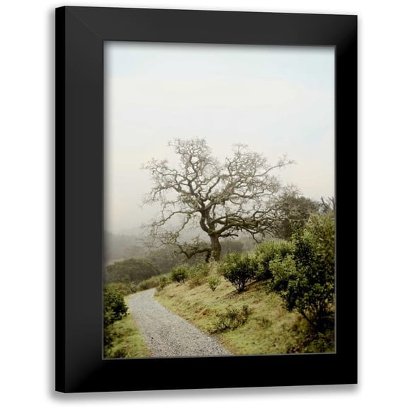 Blaustein, Alan 11x14 Black Modern Framed Museum Art Print Titled - Oak Tree - 45