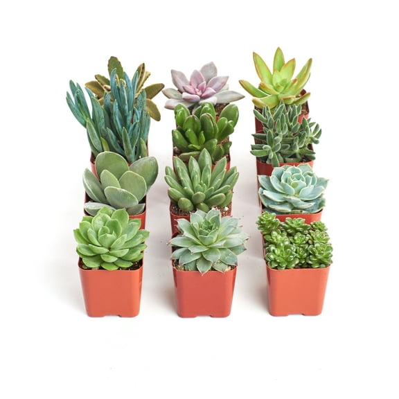 Home Botanicals Unique Succulent (Collection of 12)