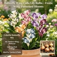 thumbnail image 5 of Calla Lily Bulbs,Low Maintenance - Easy Grow - Ideal For Beds Borders, Plant Pots & Planters, 5 of 5