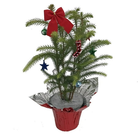 Norfolk Island Pine Decorated - The Indoor Christmas Tree - 4 Norfolk Island Pine Decorated - The Indoor Christmas Tree - 4