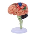 thumbnail image 3 of Modelo anatómico desmontado 4D, modelo de cerebro humano, figura de escritorio de anatomía, rompecabezas para aula, biología, aprendizaje, estudio,, 3 of 8