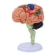 thumbnail image 3 of Modelo anatómico desmontado 4D, modelo de cerebro humano, anatomía fácil de usar para identificar funciones cerebrales, figura de escritorio para, 3 of 8