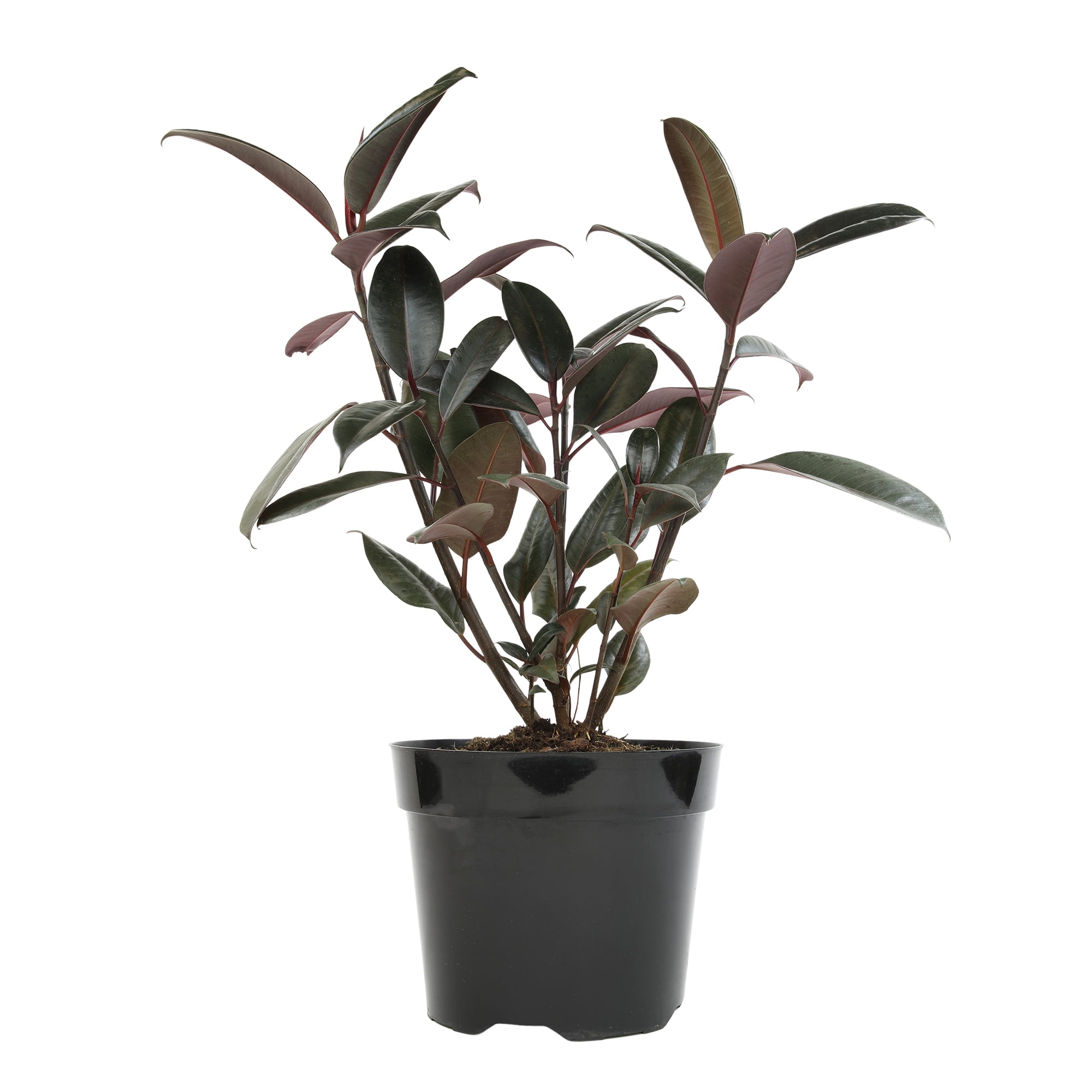 Ficus 'Burgundy' Rubber Tree Houseplant | 8in Grow Pot; Indirect Light | Element by Altman Plants