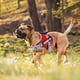 thumbnail image 5 of Pet Harness,chest strap dog， No Pull Leash for Small and Large Dogs, Rubber Handle, dog harness with  Vest reflective Custom ID ShopWise Round, 5 of 16