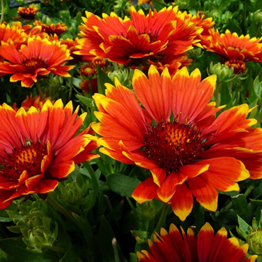 Southern Living Plants Sunset Flash Gaillardia Sun Perennial 2.5 Qt