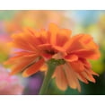 thumbnail image 2 of Gulin, Sylvia 24x20 White Modern Wood Framed Museum Art Print Titled - USA-Washington State-Pacific Northwest-Sammamish close-up of State Fair Zinnia, 2 of 4