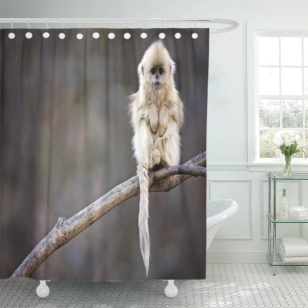 Cynlon The White Snub Nosed Monkey Sitting On Branch Bathroom Decor Bath Shower Curtain 66x72 Inch Walmart Com Walmart Com