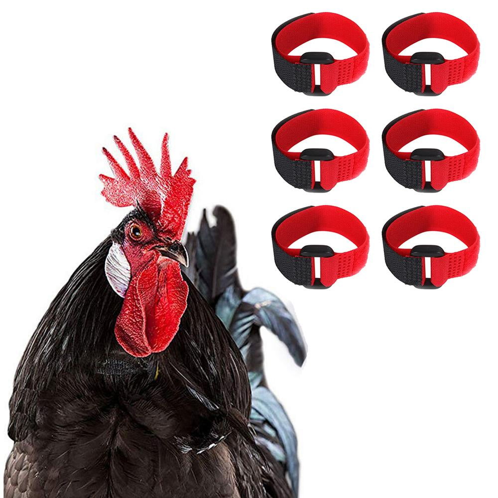 LARGE size for chickens  HUMANE DESIGN CROW COLLAR FOR ROOSTERS 