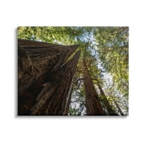 Stupell Indtries Tall Trees Looking Upwards Nature Forest Photography,40 x 30,Design by Aaron Matheson