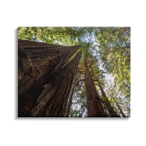 Stupell Indtries Tall Trees Looking Upwards Nature Forest Photography,40 x 30,Design by Aaron Matheson