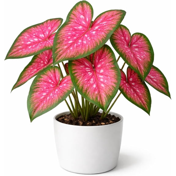 6 Classic Pink Caladium Bulbs for Planting - Beautiful Spotted Leafs Stand Out - Perennial Hosta, Elephant Ears, Fancy (6 Bulbs)