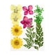 thumbnail image 5 of Conjunto de flores secas Wosthever, calcomanía de flores reales, artesanía, espécimen prensado, decoraciones color mezclado, 5 of 6