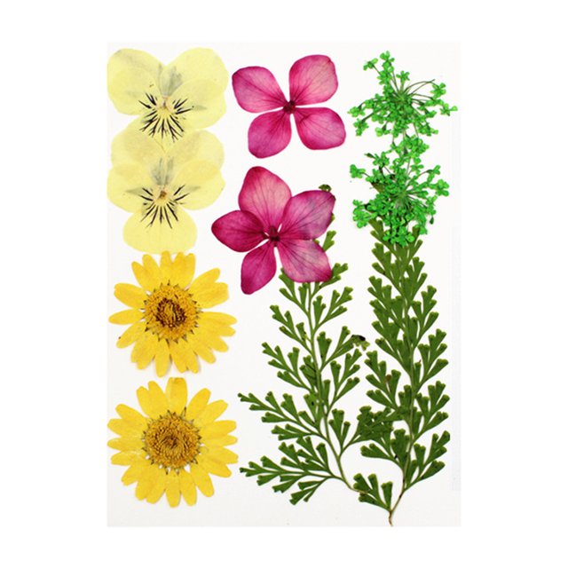Dried Flowers Set DIY Tools Photography Real Flower Decal Handicraft Filling Pressed Specimen Label for Craft Necklace Mixed Color