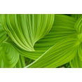 thumbnail image 2 of Sederquist, Betty 18x13 White Modern Wood Framed Museum Art Print Titled - Usa-Alaska False hellebore-also known as corn lily, 2 of 4