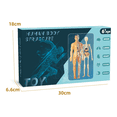 thumbnail image 2 of Clear Human Body Structure Model, 3D Human Anatomy Model for Anatomy & Physiology Class, Interactive Body Model for Kids Early Education, 2 of 7