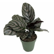 Pin Stripe Prayer Plant - Calathea ornata - Easy House Plant - 4" Pot