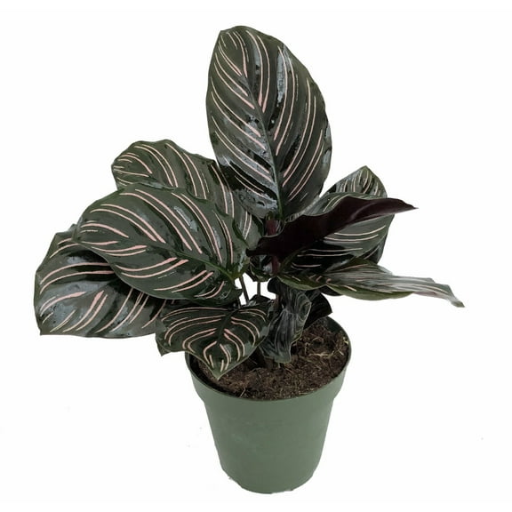 Pin Stripe Prayer Plant - Calathea ornata - Easy House Plant - 4" Pot-Live Plant