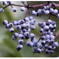 thumbnail image 4 of 50 Graines de Sureau Bleu Sambucus Caerulea Arizona Bleu Arbuste Sureau Fruit Baie, 4 of 10