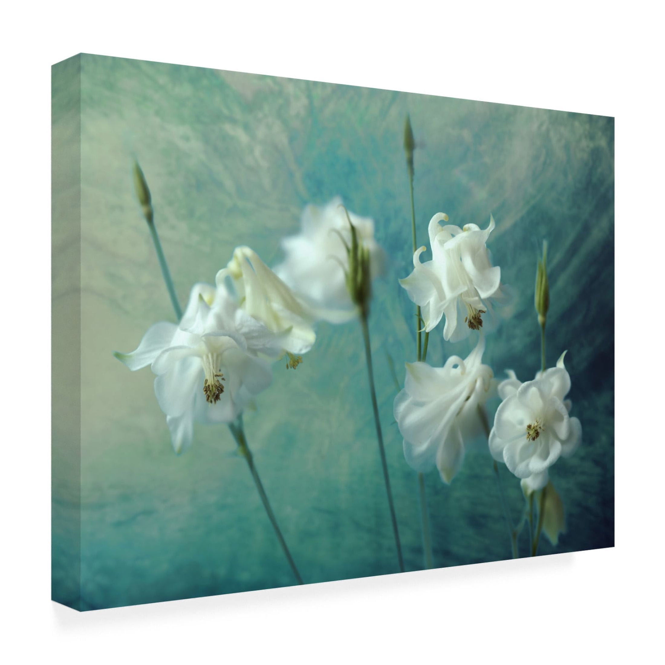 Canvas Wall Art - Mike Kreiten 'Crowns Of Thorns' Wall Art for Living Room, Bedroom, or Office Décor by Trademark Fine Art - 19 x 14 Inches
