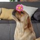 thumbnail image 4 of onlyliua Liquidación de Rebajas de Hoy 1 Pieza de Mascota, Juguet de Perros, Juguet de Perros de Rugby, Tenis, Juguet de Mascotas con Sonido (Pequeño), 4 of 6