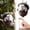 A29, variant on 2d Squirrel Forest Animal Acorn Ornaments,Seasonal Cute Animals Hanging Cozy Forest Christmas Ornaments,Fall Forest Wildlife Hanging Ornament Christmas Tree Decorations