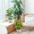 thumbnail image 6 of Metal Plant Trellis For Climbing Plants Indoor Creative Anti-Rust 4Pcs Mini Gardening Tools, 6 of 16