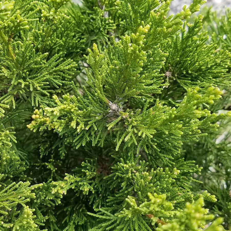 Spartan Juniper (2.5 Gallon) Fast Growing Evergreen Tree with Dense