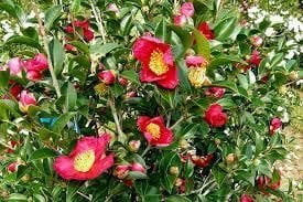 Camellia Sasanqua Yuletide I 1 Extra Large 3 Gallon Plant I Red Flowering Bright Red Winter Blooms, Live Plant for Indoor & Outdoor Gardens