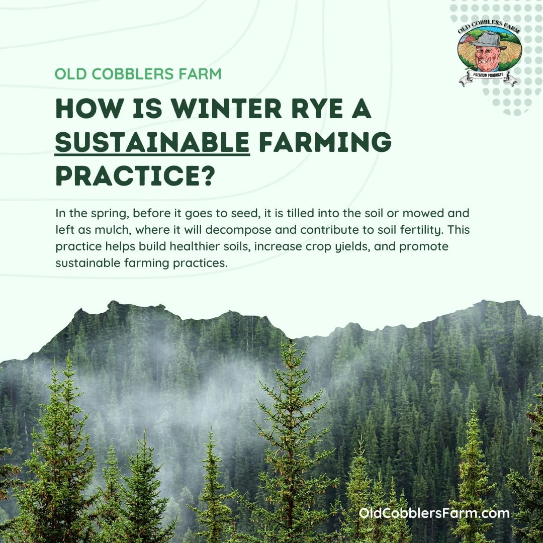 Winter Rye Seeds – The Ultimate Cover Crop for Healthy Soil, Weed Control, and Erosion Prevention – 20 lbs by Old Cobblers Farm