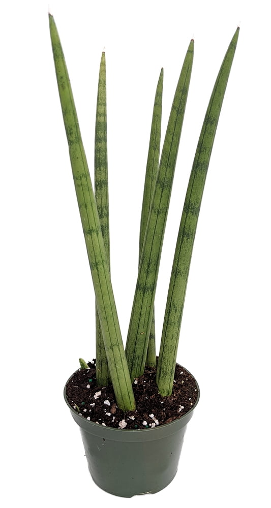 Bamboo Shoots Snake Plant - Sanseveria cylindrica - Impossible to kill! - 6' Pot